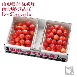 お中元さくらんぼ 紅秀峰 バラ詰約1kg L〜2Lサイズ(72-FO)｜ajfarm