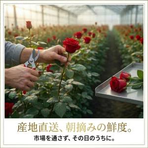 母の日2026予約 最高級バラ花束50本 赤 ...の詳細画像1