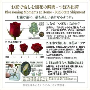 母の日2026予約 最高級バラ花束50本 赤 ...の詳細画像4
