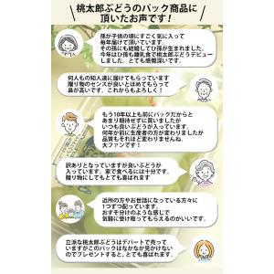 石井農園の桃太郎ぶどう 切房パック×2個入 計...の詳細画像2
