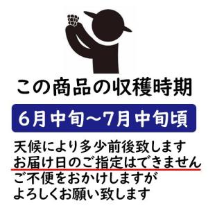 早期ご予約受付中 〇浅 岡山白桃 早生 自宅用...の詳細画像5