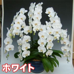 大輪胡蝶蘭7本立ち70輪前後の詳細画像1