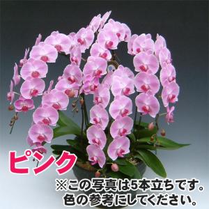 大輪胡蝶蘭7本立ち70輪前後の詳細画像2