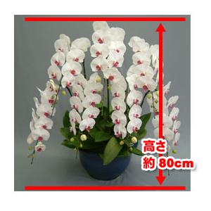 大輪胡蝶蘭7本立ち70輪前後の詳細画像4