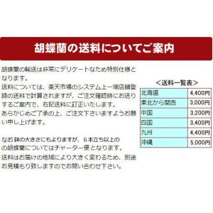 大輪胡蝶蘭7本立ち70輪前後の詳細画像5