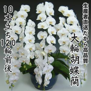 大輪胡蝶蘭10本立ち120輪前後