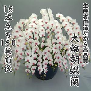 大輪胡蝶蘭15本立ち150輪前後
