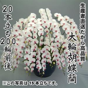 大輪胡蝶蘭20本立ち200輪前後