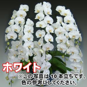 大輪胡蝶蘭20本立ち200輪前後の詳細画像2
