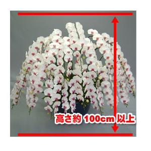 大輪胡蝶蘭20本立ち200輪前後の詳細画像4