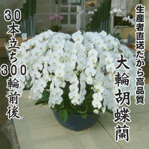 大輪胡蝶蘭30本立ち300輪前後