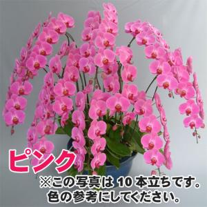 大輪胡蝶蘭30本立ち300輪前後の詳細画像1