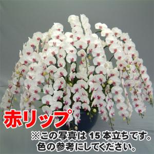 大輪胡蝶蘭30本立ち300輪前後の詳細画像2