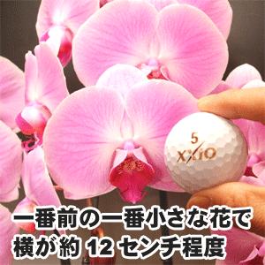 大輪胡蝶蘭30本立ち300輪前後の詳細画像3