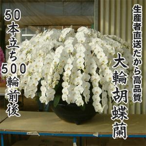 大輪胡蝶蘭50本立ち500輪前後