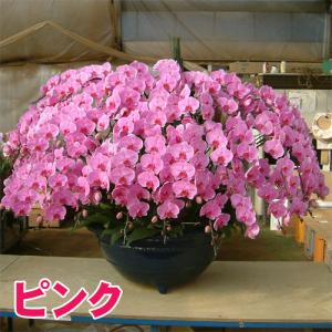大輪胡蝶蘭50本立ち500輪前後の詳細画像1