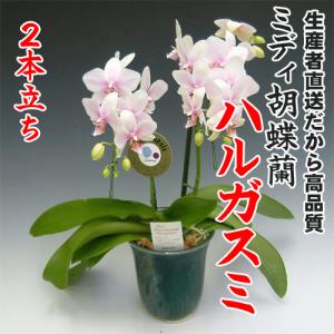 母の日 Mother's Day 胡蝶蘭【マザーチーク】5号鉢 2本立ち 陶器鉢
