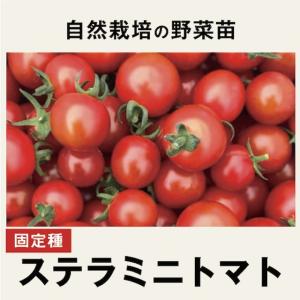 自然栽培のミニトマト　4鉢　野菜苗　北海道　自然ファームハレトケ｜ak-friend