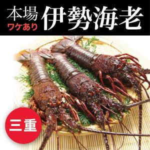 2022 お取り寄せ ギフト 訳あり 伊勢海老 500g 伊勢志摩