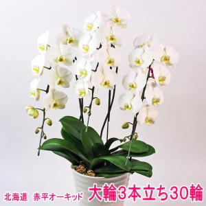 赤平長持ち胡蝶蘭　大輪白　3本立ち30輪【ソゴー　ユキディアン】＜11月から５月までは北海道のみ配送＞