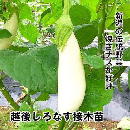 ナス苗 越後しろなす 接木苗 銀ポット