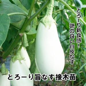 ナス苗 とろーり旨なす 接木苗の商品画像