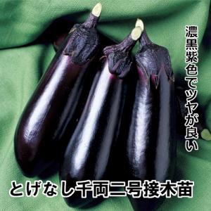 ナス苗 とげなし千両二号 接木苗