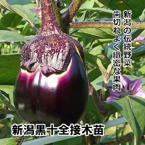 ナス苗 新潟黒十全 接木苗