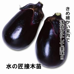 ナス苗 水の匠 接木苗