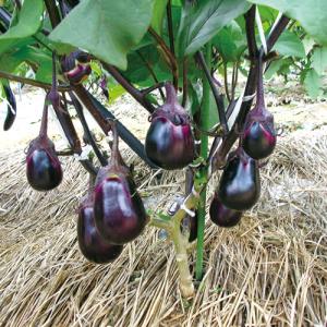 ナス苗 水の匠 接木苗の詳細画像1