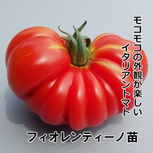 トマト苗 自根フィオレンティーノ苗｜akagefarm