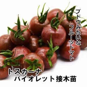 ミニトマト苗 トスカーナバイオレット 接木苗