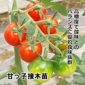 ミニトマト苗 甘っこ 接木苗｜赤毛農園の直売所