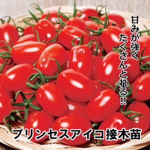 トマト苗 プリンセスアイコ 接木苗