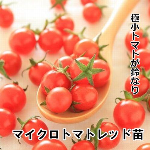 マイクロトマト レッド 自根苗