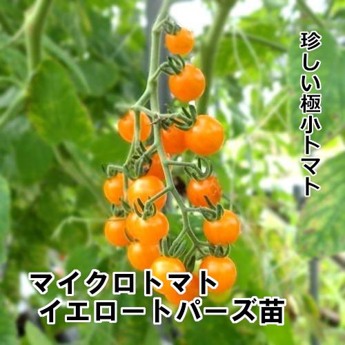 マイクロトマト イエロートパーズ 自根苗