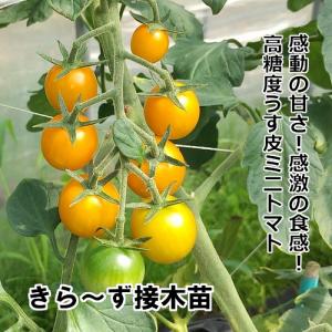 トマト苗 きらーず 接木苗