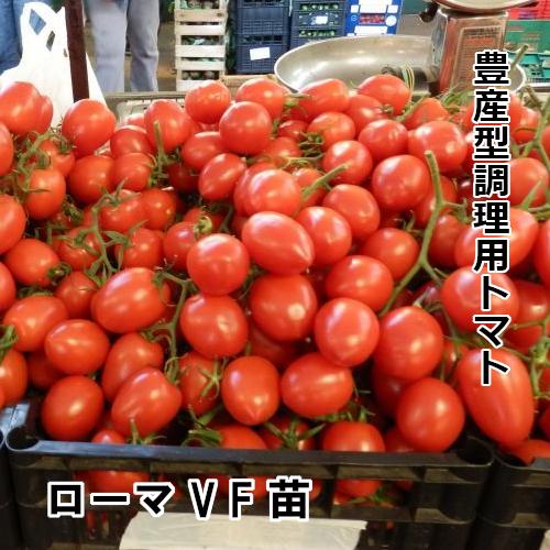トマト苗  自根 ローマ VF苗