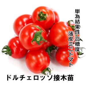 トマト苗 ドルチェ ロッソ 接木苗