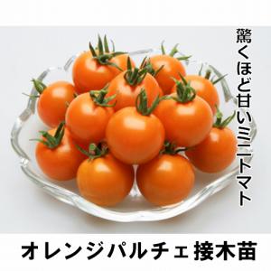 トマト苗 オレンジパルチェ 接木苗