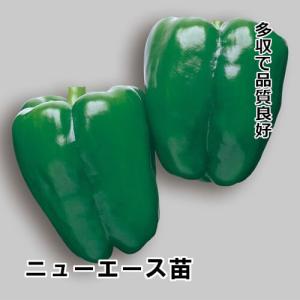 ピーマン苗 自根 ニューエース苗