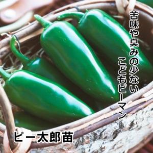 こどもピーマン苗 ピー太郎苗