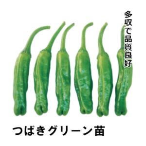 シシトウ苗 つばきグリーン苗