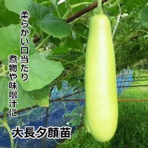 ユウガオ苗 大長夕顔苗 黒ポット｜赤毛農園の直売所