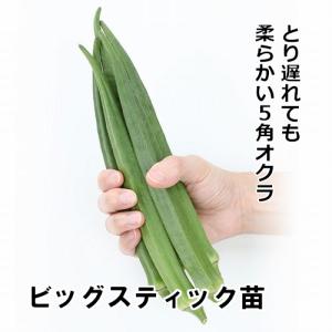 オクラ苗 ビッグスティック苗