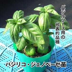 バジル苗 バジリコ・ジェノヴェーゼ苗