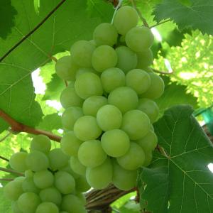 マスカットオブアレキサンドリア（ご家庭用）　1房入