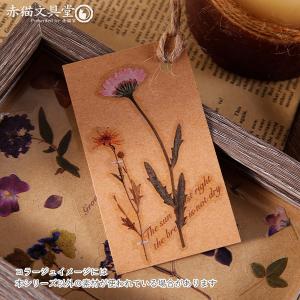 全5種 透明シール「ドライフラワー」0274 ...の詳細画像2