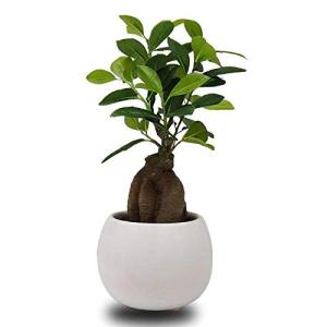 SUNAVI観葉植物 光触媒 ガジュマルの木 空気清浄 多肉植物