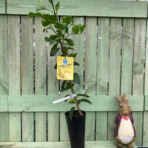 ［未連携］果樹 リスボンレモン 4号 1年生苗 柑橘 ｜果樹04-PA